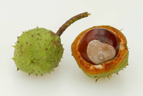 Horse chestnut (Aesculus hippocastanum), Chestnut, Chestnuts