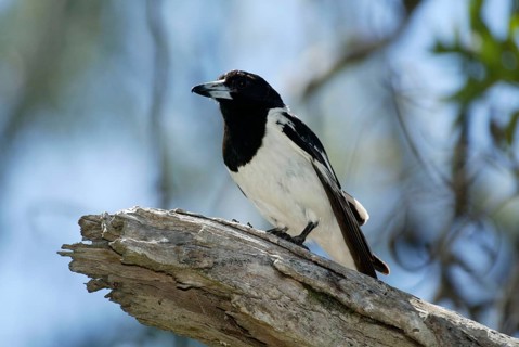 Pied Butcherbird (Cracticus nigrogularis), Australia, Schwarzkehl-Wuergerkraehe, Australien,