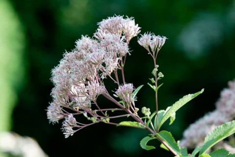Hemp Agrimony (Eupatorium cannabinum), Water Wort, Flowers, Garden Plants, Headed Flowering Plants,