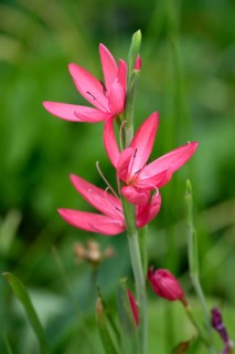 Kaffir Lily (Schizostylis coccinea), Crimson Flag