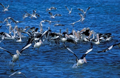 Australian australian pelican (Pelecanus conspicillatus) and gulls, Kangaroo Island, Australia,