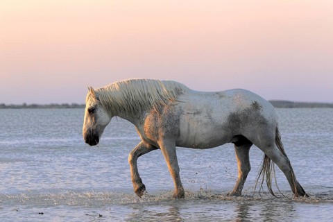 Camargue, Provence, South of France, Camargue horse, grey, lateral