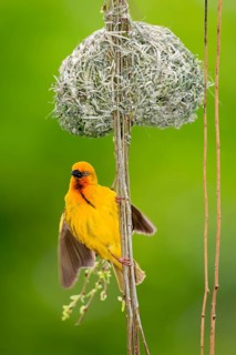 Cape weaver, male at nest, South Africa (Textor capensis)