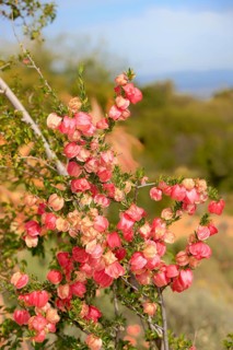 Chinese lantern tree, Western Cape, South Africa (Nymania capensis)