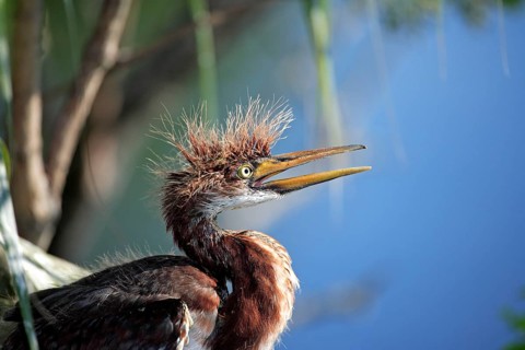 Tricolored heron (Egretta tricolor), juvenile, Florida, heron, lateral, USA, North America