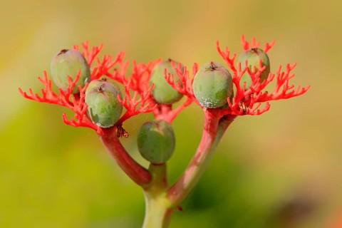 Jatropha, Nosy Komba (Jatropha podagrica), Madagascar, Africa