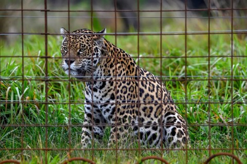 Jaguar (Panthera onca) with radio collar sitting behind iron bars, captive, breeding station of the