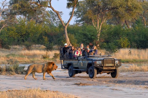 Tourists watching a Lion (Panthera leo), male passing Jeep, Khwai region, North-West District,