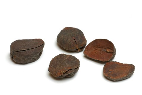 Kola nuts ( Cola nitida)