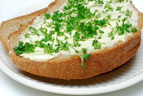 Slices of bread with Garden cress (Lepidium sativum) garden cress, bread, sandwich