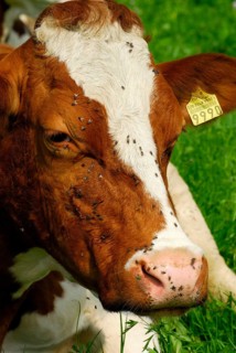 Domestic cattle, cow with flies on its face, fly plague, cows, fly