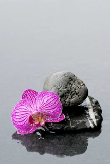 Stone and orchid blossom (Phalaenopsis)