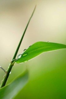 Bamboo leaf with water drops, raindrops