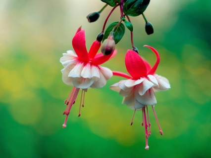 Fuchsia (fuchsia hybrids)