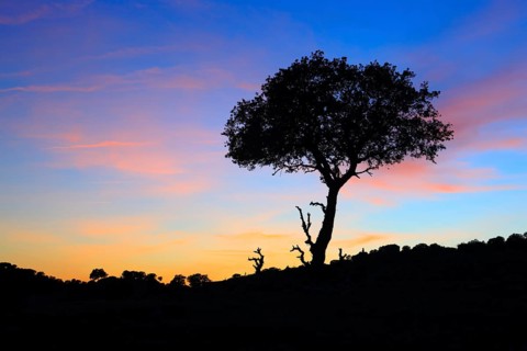 Cork oak, Quercus suber, Sierra de Andujar National Park, Andalusia, Spain, Europe