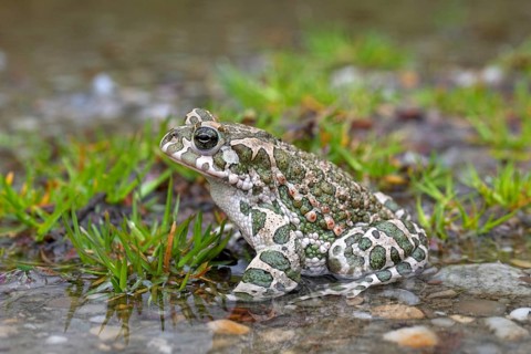 European european green toad (Bufo viridis) (Pseudepidalea virdis), Austria, Europe