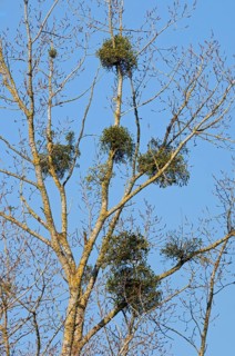 European mistletoe (Viscum album), common mistletoe, hemiparasite growing on poplar branches in