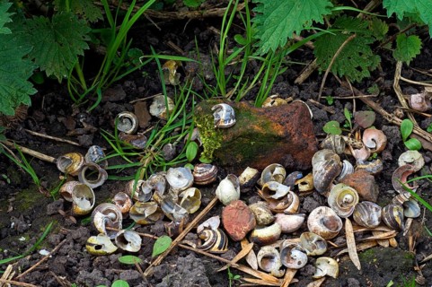 Anvil stone and broken shells of grove snails, favourite food of the song thrush (Turdus