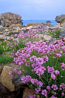 Sea thrift, sea pink in flower among rocks, sea carnation, sea thrift, sea pink in flower among