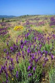 French lavender, Spanish lavender (Lavandula stoechas), topped lavender in flower