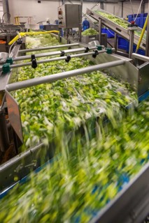 Vegetable washing machine in food factory for rinsing chopped vegetables