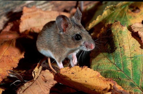 Wood Mouse (Apodemus sylvaticus), Germany, Europe