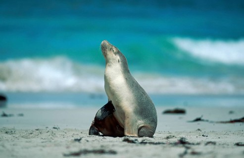 Australian Sea Lion (Neophoca cinerea), Kangaroo Island, Australia, Oceania
