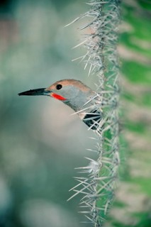 Common Flicker looking out of Saguaro cactus, Sonora desert, Arizona, USA (Colaptes auratus)