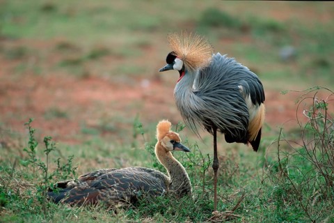 Crowned Crane with young, South_Africa (Balearica pavonina regulorum)