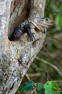 Black spiny-tailed iguana (Ctenosaura similis), black iguana, black ctenosaur in tree cavity, Costa