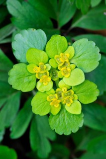 Opposite-leaved golden-saxifrage (Chrysosplenium oppositifolium), Saxifrage in flower