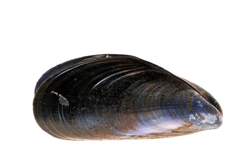 Common (Mytilus edulis) mussel, blue mussel shells on white background