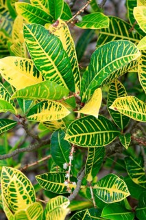 Phyllanthus (Phyllanthus juglandifolius)