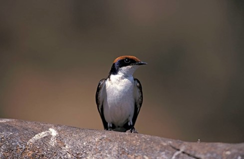 Wire-tailed Swallow, Chobe National Park, Botswana (Hirundo smithii)