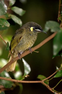 Golden-eared Honeyeater, Lamington National Park (Meliphaga lewinii), Australia, Oceania