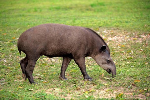 Brazilian Tapir (Tapirus terrestris), Pantanal, Brazil, Lowland Tapir, South America