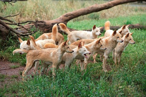 Dingos (Canis familiaris dingo) Australia