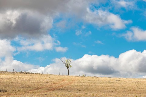 Small tree in the desolate countryside on a sunny summer day. Cevennes, France, Europe