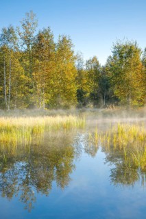 The first rays of sunlight bathe the birch forest and grasses in a warm light, clouds of mist drift