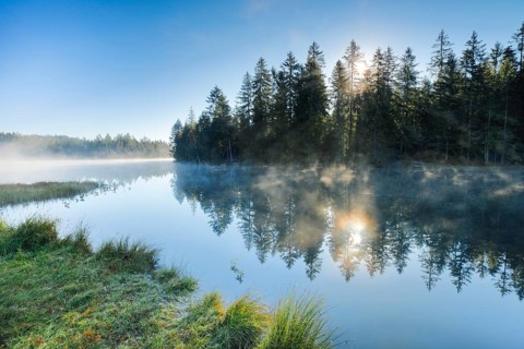 Rays of sunshine make their way through forest and fog at the mirror-smooth moorland lake Étang de