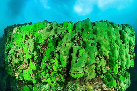 Sponge underwater, Lake Baikal, Olkhon Island, Pribaikalsky National Park, Irkutsk Province,