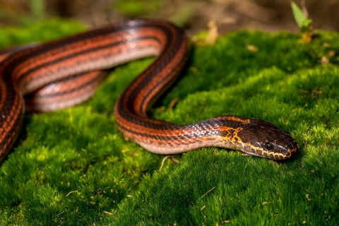 Madagascar Three-striped Ground Snake (Pseudoxyrhopus tritaeniatus), Marojejy National Park,