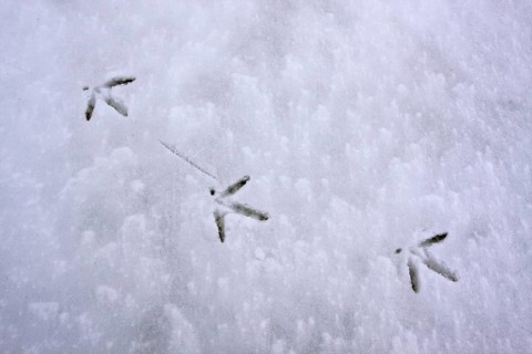 Eurasian oystercatcher (Haematopus ostralegus), tracks in the snow, Lower Saxon Wadden Sea National