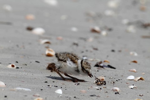 Little Ringed Plover (Charadrius hiaticula), young bird foraging on the beach, Lower Saxon Wadden