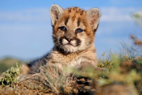 Cougar, young (Felis concolor), mountain lion