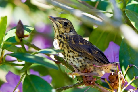 Song thrush (Turdus philomelos), young bird, Lower Saxony, Germany, Europe