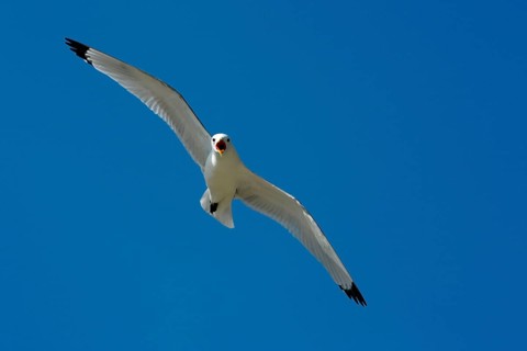 Black-legged Kittiwake (Rissa tridactyla), England