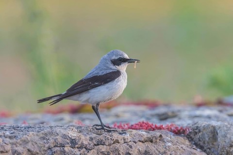 Northern wheatear (Oenanthe oenanthe), male with food, Öland Island, Sweden, Europe