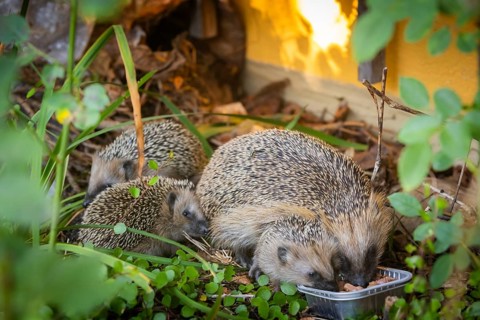 Hedgehog mother with young in the living environment of humans. A near-natural garden is a good