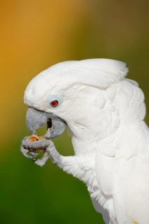 White cockatoo (Cacatua alba), portrait, captive, occurrence in Indonesia